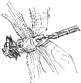 Brown aeshna underside