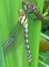 dragonfly