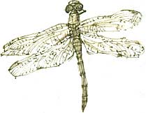 dragonfly