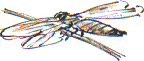 black-tailed skimmer