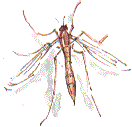 crane fly