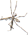 crane fly