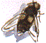 drone-fly