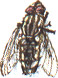 flesh fly