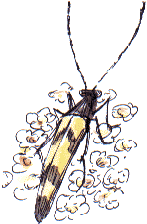 longhorn beetle, Strangalia