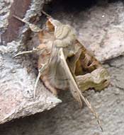 angle shades moth
