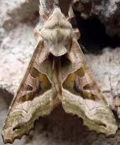 angle shades moth