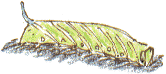 eyed hawk-moth caterpillar