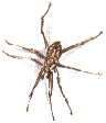 house spider