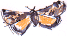 yellow underwing moth