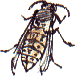 Norweigan wasp
