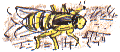 wasp