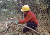 coppicing