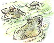 frogs