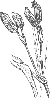 iris pods