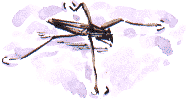 pond skater