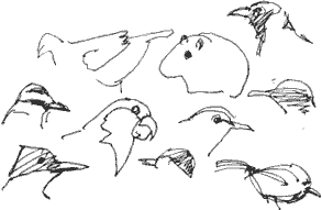 birds