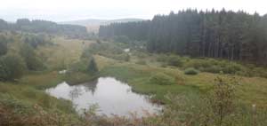 Kielder Forest