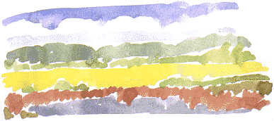 marsh, oilseed rape