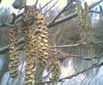 alder catkins