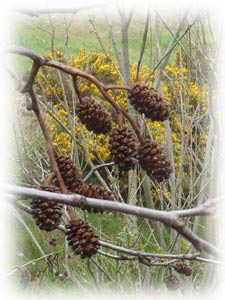 alder cones