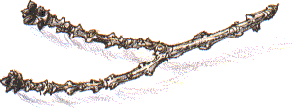 ash twig