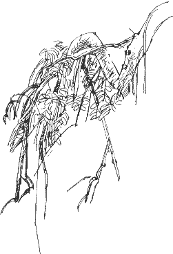 weeping ash