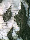 birch bark