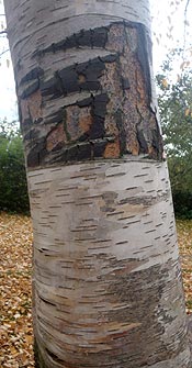 Erman's Birch