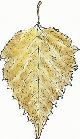 Erman's birch leaf