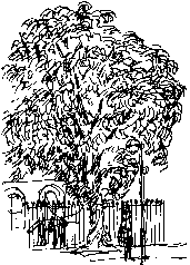 horse chestnut tree in London