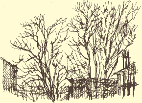 trees, Clayton