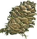 larch cone