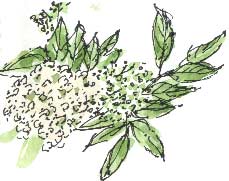 elder flower