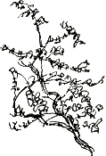 hawthorn branch
