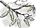 hazel catkins