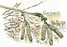 catkins