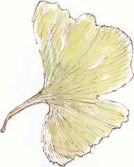 ginkgo leaf