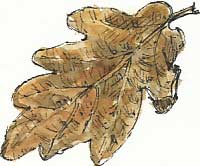 common oak