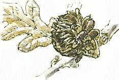 artichoke gall