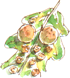 oak galls