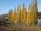 poplars