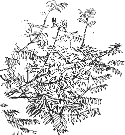 rowan foliage