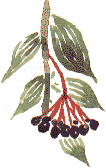 spindle berries