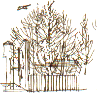 platform trees