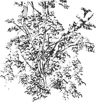 hawthorn bush