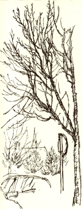 tree