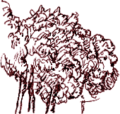 trees