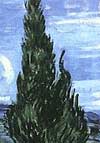 Detail: Green Wheat Field with Cypress