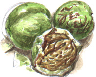 walnuts